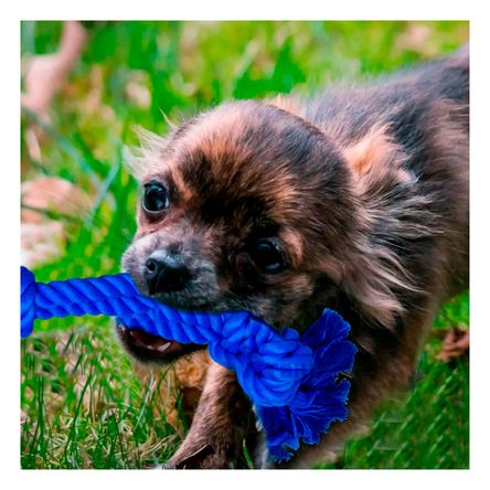 Soga Pet para Disfrutar Caminatas en Color Azul Y+Agendita Soga Pet para Disfrutar Caminatas en Color Azul Y+Agendita