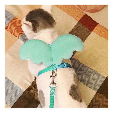 Arnes para Perros en Color Turquesa Y+Papel de Regalo Arnes para Perros en Color Turquesa Y+Papel de Regalo