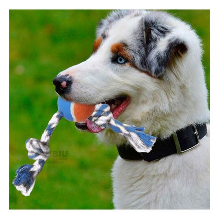 Soga para Masticar y Entrenar de Perro Multicolor Y+Stickers Soga para Masticar y Entrenar de Perro Multicolor Y+Stickers