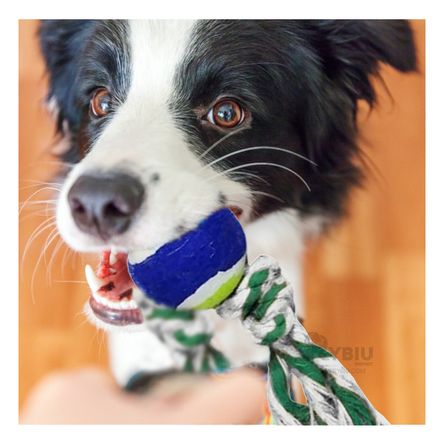 Soga de Entrenamiento y Juego Pet en Multicolor Y+Agendita Soga de Entrenamiento y Juego Pet en Multicolor Y+Agendita