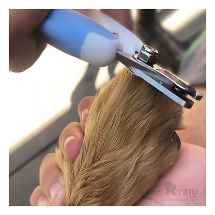 Corta Uñas Facil de Usar Chico en Azul Y+Papel de Regalo