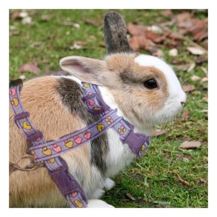 Arnes Practico para Conejos Delgado en Color Lila Y+Agendita Arnes Practico para Conejos Delgado en Color Lila Y+Agendita