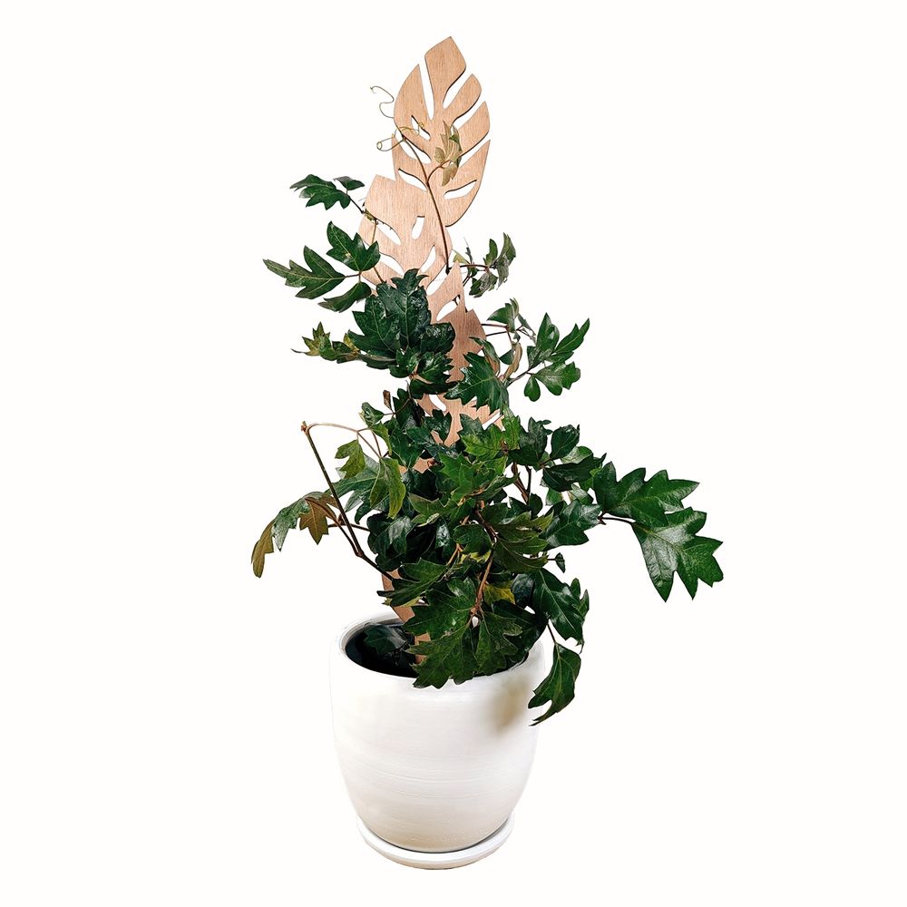 image-86cc2557e97e47418a86906062391115 image-86cc2557e97e47418a86906062391115