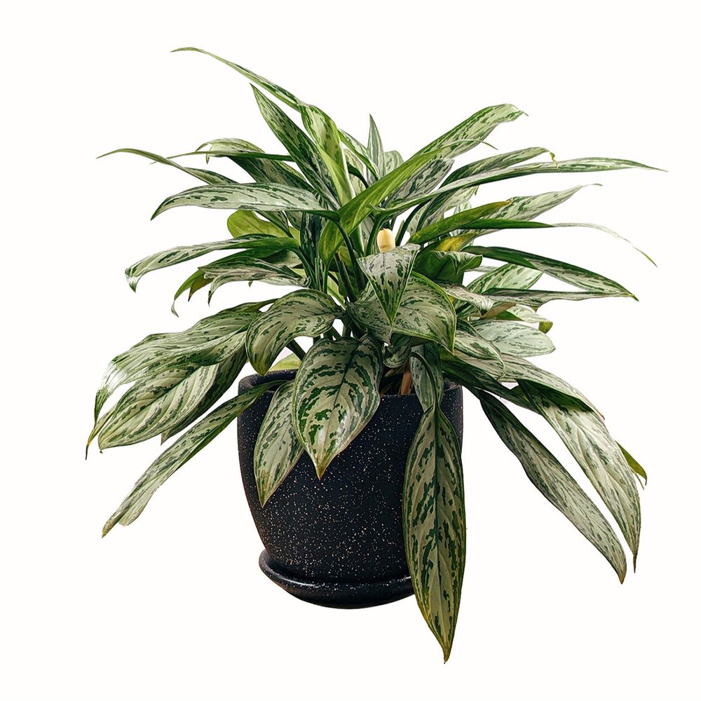 image-a58f229aa5d54c9b84f5958547c56684 image-a58f229aa5d54c9b84f5958547c56684