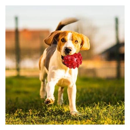 Juguete Resistente de Goma para Can Rojo Y+Regalo Stickers