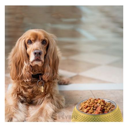 Plato Premium para Perro en Color Amarillo Y+Stickers Plato Premium para Perro en Color Amarillo Y+Stickers