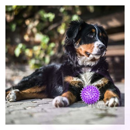 Set de 3 Pelotas de Puas con Luz Led en Color Morado
