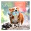 imageUrl_1