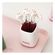 imageUrl_4