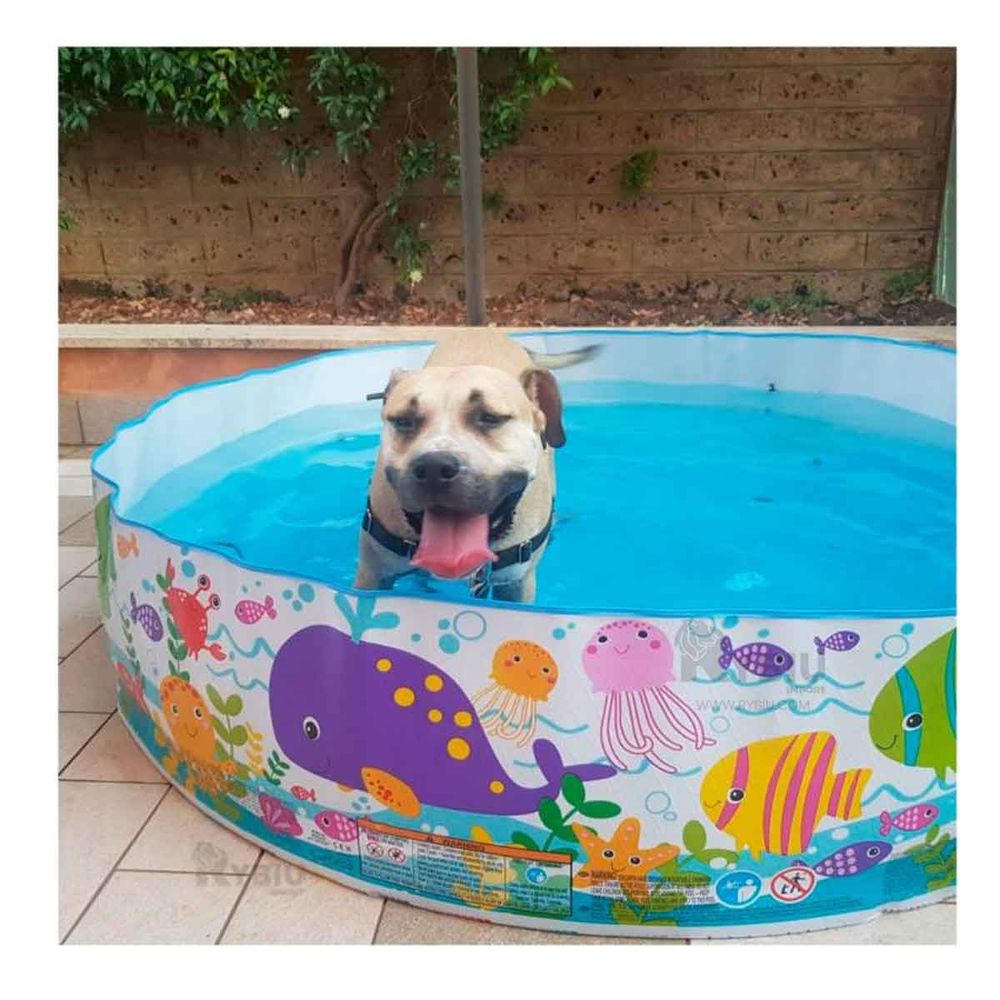 Piscina Armable de Patio en Multicolor Y+Regalo Agendita Piscina Armable de Patio en Multicolor Y+Regalo Agendita