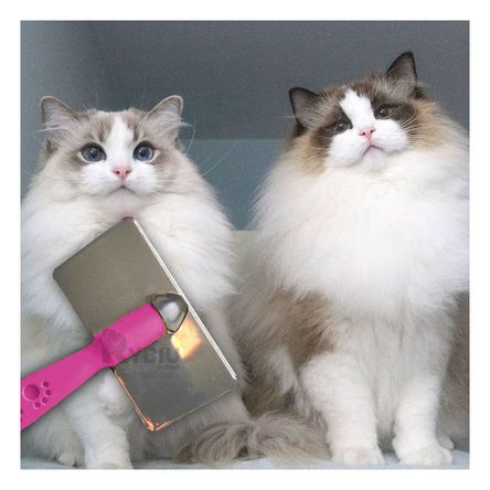 Peineta Didactica Pet en Fucsia Talla L Y+Post-it Adhesivos Peineta Didactica Pet en Fucsia Talla L Y+Post-it Adhesivos