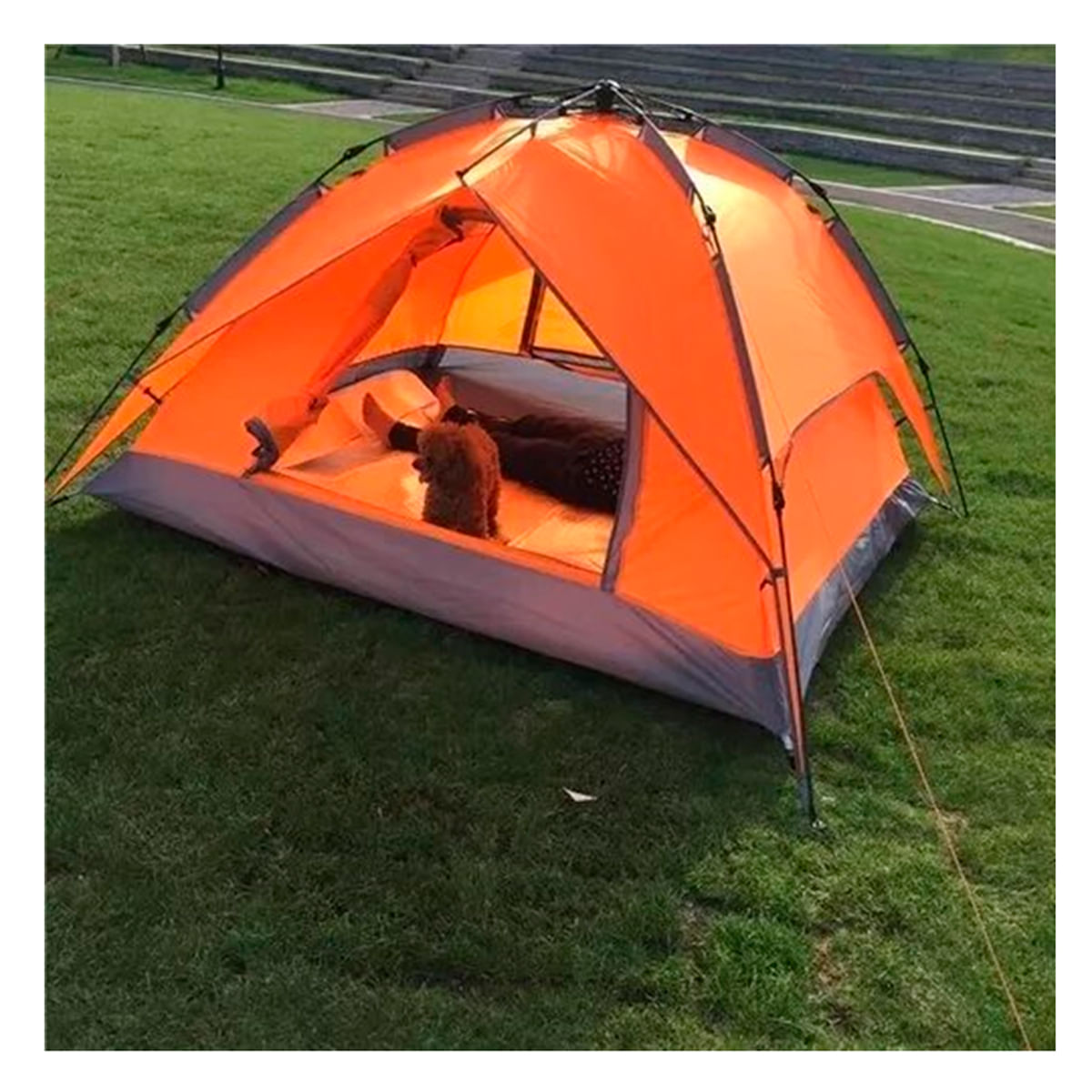 Carpa Explendida y Hermosa en Anaranjado Y+Papel de Regalo