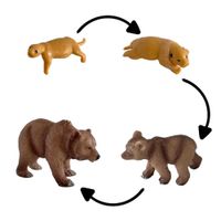 Ciclo de vida del oso pardo chanitos biologia montessori