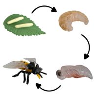 Ciclo de vida de la abeja chanitos biologia montessori