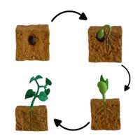 Ciclo de vida de la planta chanitos biologia montessori