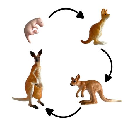 Ciclo de vida del canguro chanitos biologia montessori Ciclo de vida del canguro chanitos biologia montessori