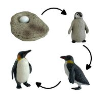 Ciclo de vida del pinguino chanitos biologia montessori