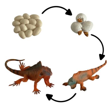 Ciclo de vida de la Iguana chanitos biologia montessori Ciclo de vida de la Iguana chanitos biologia montessori