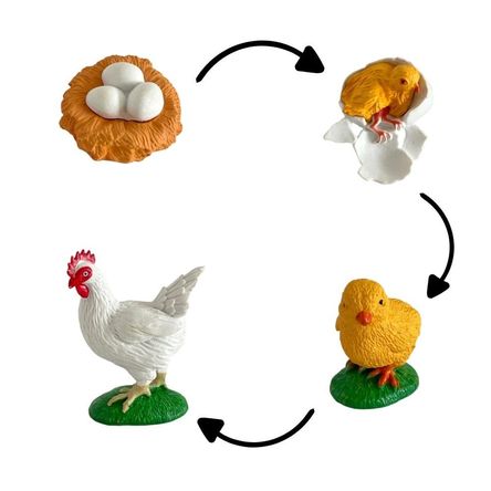 Ciclo de vida del pollo chanitos biologia montessori