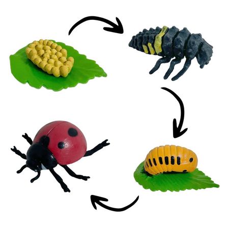 Ciclo de vida de la mariquita chanitos biologia montessori