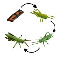 Ciclo de vida del saltamontes chanitos biologia montessori