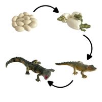 Ciclo de vida del cocodrilo chanitos biologia montessori