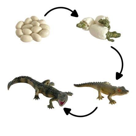 Ciclo de vida del cocodrilo chanitos biologia montessori