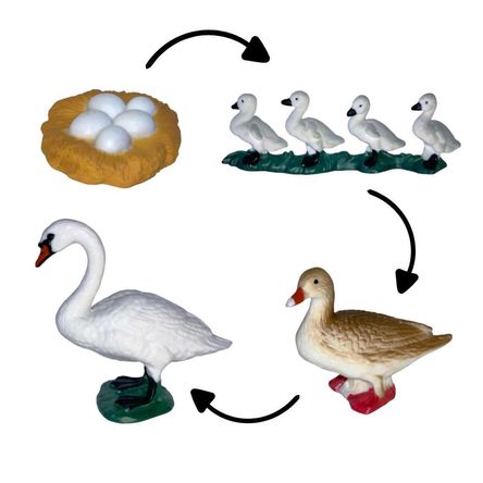 Ciclo de vida del cisne chanitos biologia montessori Ciclo de vida del cisne chanitos biologia montessori