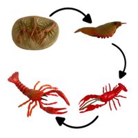 Ciclo de vida de la langosta chanitos biologia montessori