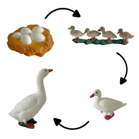 Ciclo de vida del ganso chanitos biologia montessori Ciclo de vida del ganso chanitos biologia montessori