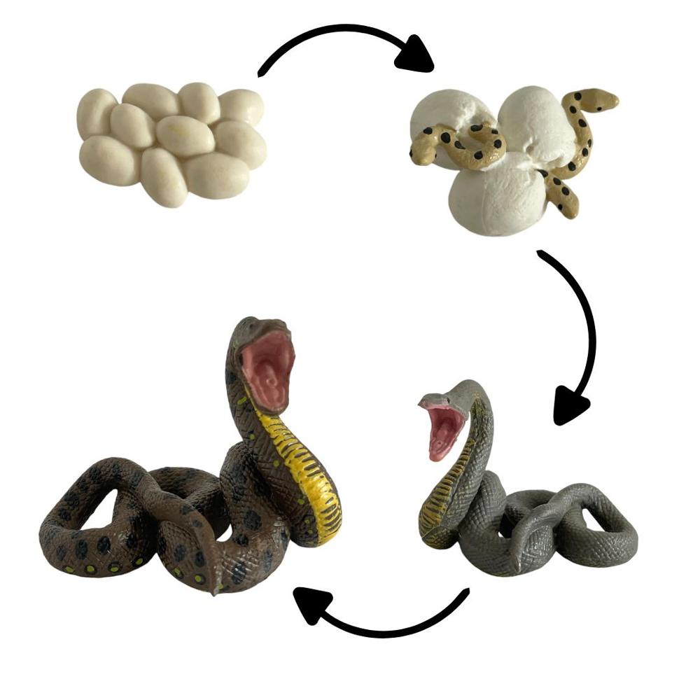Ciclo de vida de la anaconda chanitos biologia montessori Ciclo de vida de la anaconda chanitos biologia montessori
