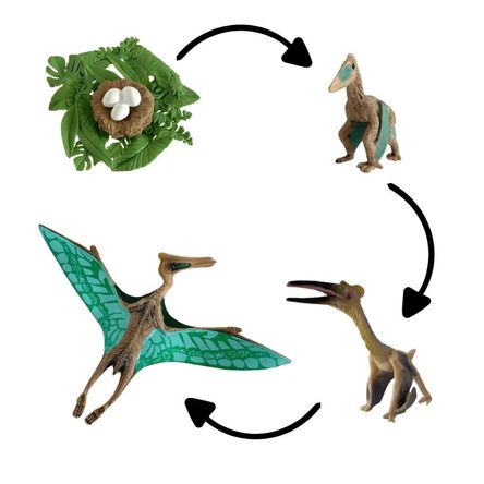 Ciclo de vida de la pterodactilo chanitos biologia montessori Ciclo de vida de la pterodactilo chanitos biologia montessori