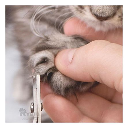 Corta Uñas Firme para Gatos Grande Rosado Y+Regalo Agendita Corta Uñas Firme para Gatos Grande Rosado Y+Regalo Agendita