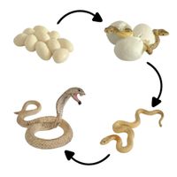 Ciclo de vida de la cobra chanitos biologia montessori