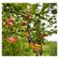 imageUrl_4