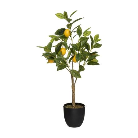 Limonero 70cm + Maceta Atmosphera
