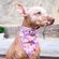 imageUrl_2