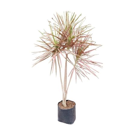 Planta natural Dracaena Colorama B1 4Estaciones