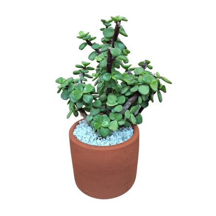 Planta Portulacaria 4Estaciones Modelo V4E1143 Verde de 22 cm Planta Portulacaria 4Estaciones Modelo V4E1143 Verde de 22 cm