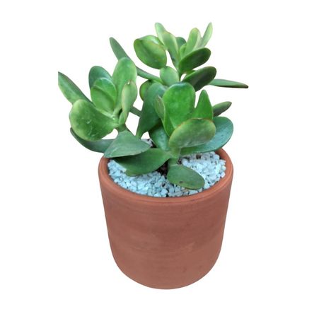 Árbol Jade 4Estaciones