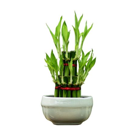 Planta Semisombra Bambu Torre 20 Varas en Base Cerámica