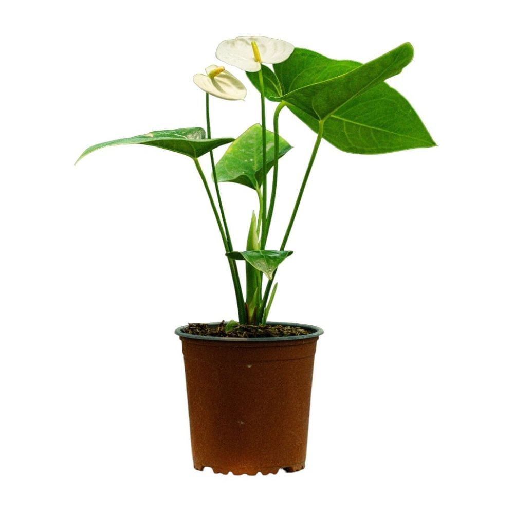 Planta Anturio Alaska Vivero Tropical Semisombra Verde 30x30 cm