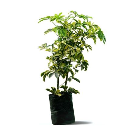 Planta Scheflera Amarilla de Semisombra Vivero Tropical Modelo Scheflera 80 cm Planta Scheflera Amarilla de Semisombra Vivero Tropical Modelo Scheflera 80 cm
