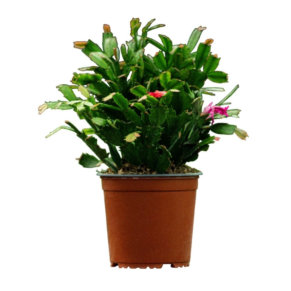 Planta Semisombra Cactus Navideño # B4 Colores Mixtos Planta Semisombra Cactus Navideño # B4 Colores Mixtos