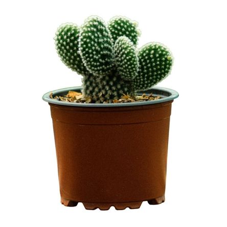 Planta Semisombra Vivero Tropical Modelo Cactus Oreja de Mickey Mouse Verde Planta Semisombra Vivero Tropical Modelo Cactus Oreja de Mickey Mouse Verde