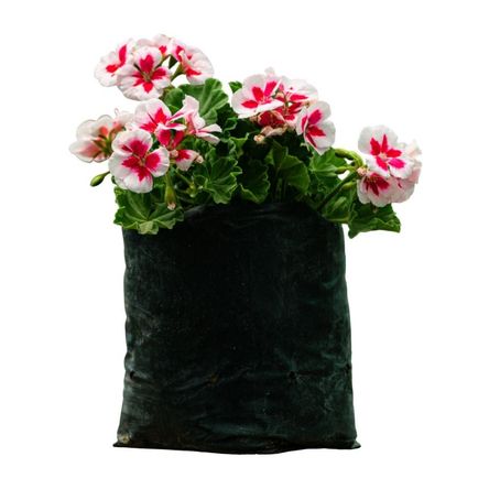 Planta Geranio Vivero Tropical Semisombra Modelo Geranio Verde 2 kg Planta Geranio Vivero Tropical Semisombra Modelo Geranio Verde 2 kg