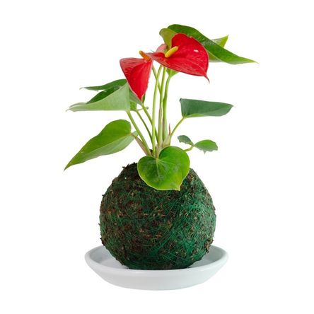 Planta Semisombra Kokedama de Anturio Rojo con Plato Cerámica Planta Semisombra Kokedama de Anturio Rojo con Plato Cerámica
