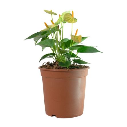 Planta Semisombra Anturio Vanilla Color Amarillo