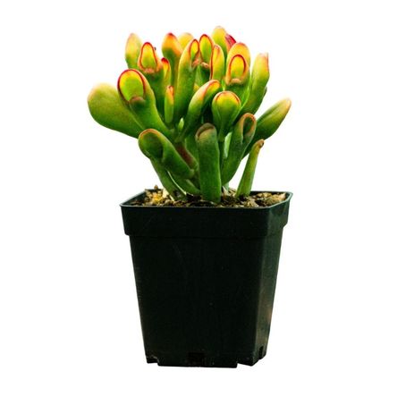 Planta Semisombra Cactus Oreja de Shrek Planta Semisombra Cactus Oreja de Shrek