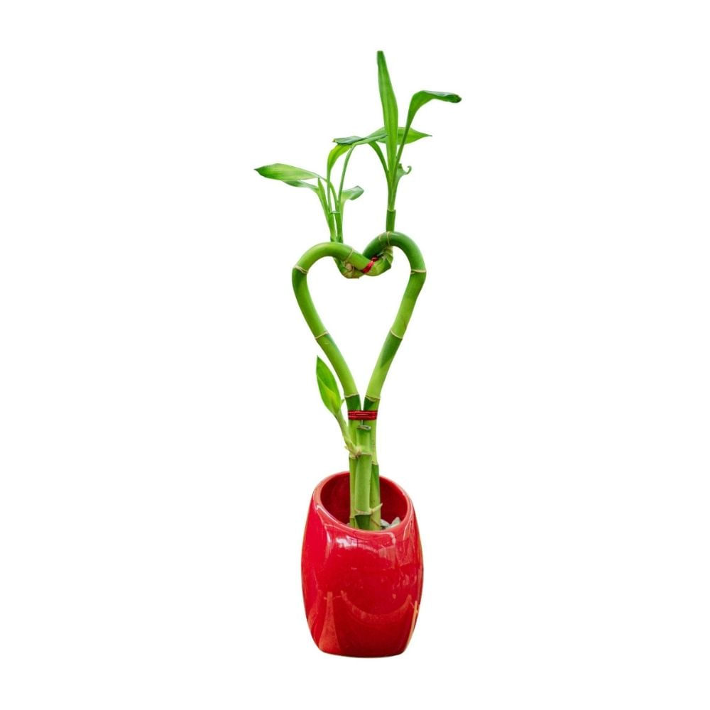 Planta Semisombra Bambu Corazón Planta Semisombra Bambu Corazón